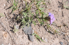Glandularia venturii