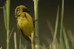 Ploceus cucullatus spilonotus