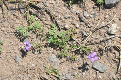Glandularia venturii