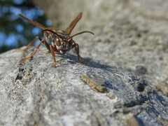 Polistes jokahamae