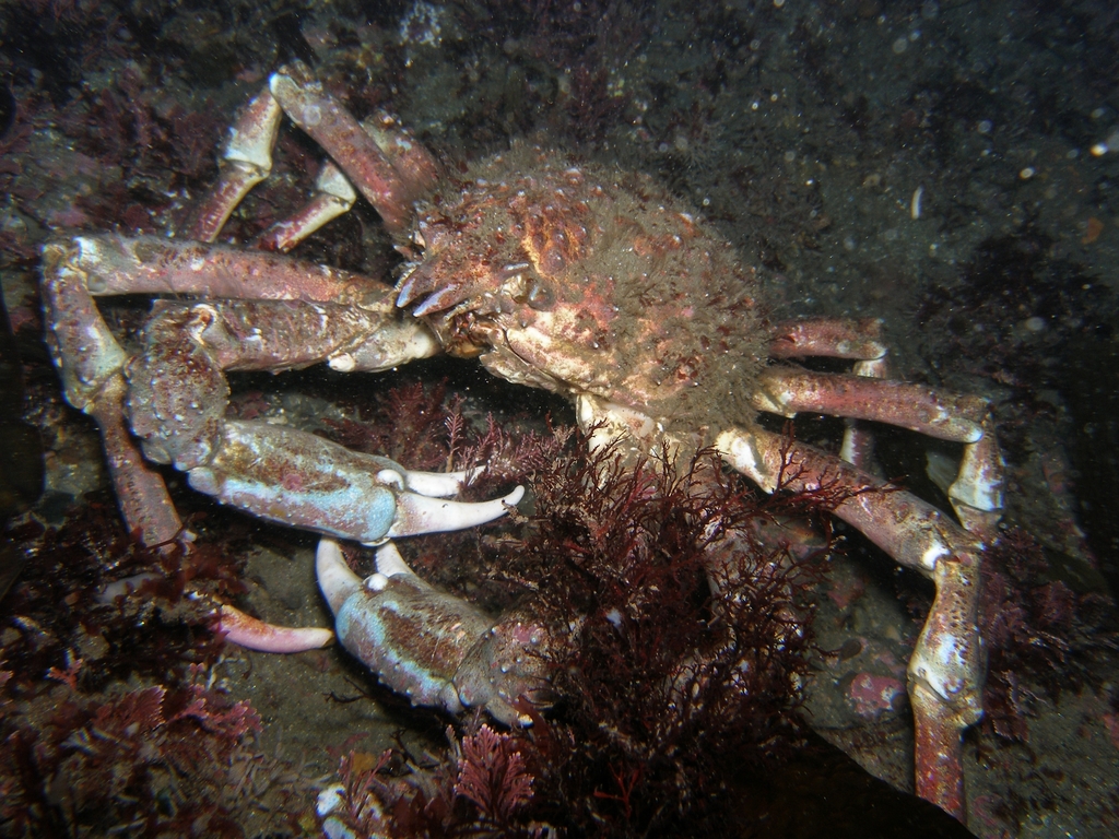 Loxorhynchus