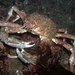 Sheep Crab - Photo (c) Klaus Stiefel, some rights reserved (CC BY-NC)