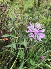 Centaurea jacea