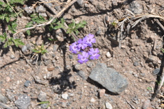 Glandularia venturii