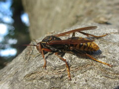 Polistes jokahamae