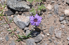 Glandularia venturii