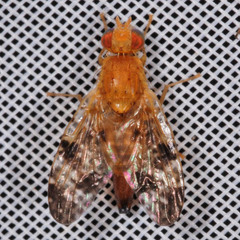 Xyphosia miliaria