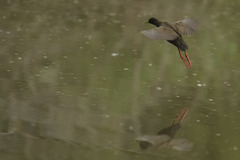 Zapornia flavirostra