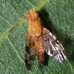 Xyphosia miliaria
