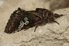 Diloba caeruleocephala