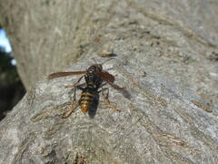Polistes jokahamae
