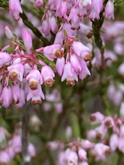 Erica articularis