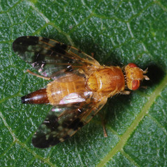 Xyphosia miliaria