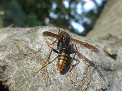 Polistes jokahamae