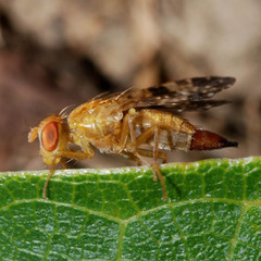 Xyphosia miliaria