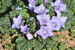 Mandragora autumnalis