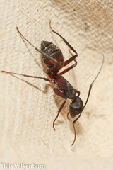 Camponotus cruentatus