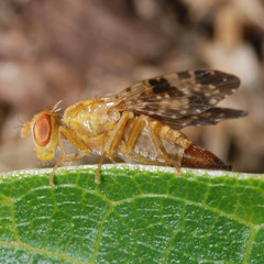 Xyphosia miliaria