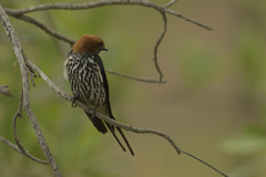 Cecropis abyssinica