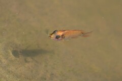Oreochromis niloticus