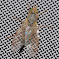 Acanthiophilus helianthi