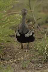 Eupodotis ruficrista