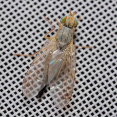 Acanthiophilus helianthi