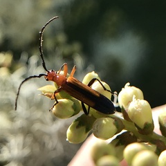 Stenoderus
