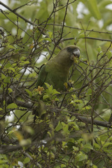 Poicephalus cryptoxanthus