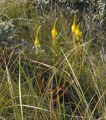 Bulbine latifolia