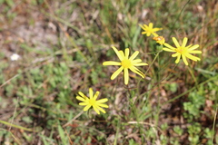 Senecio littoreus