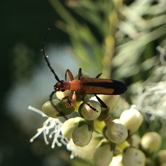Stenoderus