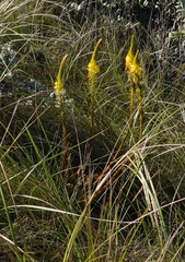 Bulbine latifolia