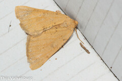 Dasypteroma thaumasia