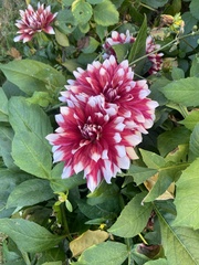 Dahlia hortensis