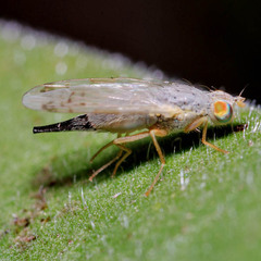 Acanthiophilus helianthi