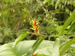 Heliconia
