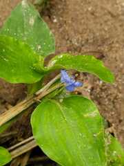 Commelina