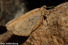Dasypteroma thaumasia