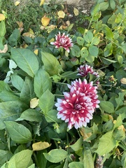 Dahlia hortensis