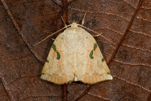Genus Chloroplaga · iNaturalist
