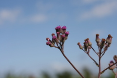 Senecio purpureus
