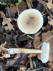 Rhodocollybia butyracea