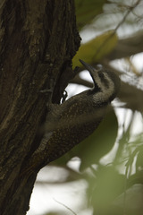 Chloropicus namaquus