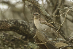 Gymnoris superciliaris