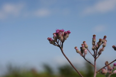 Senecio purpureus