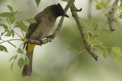 Pycnonotus barbatus layardi