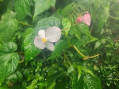 Begonia formosana