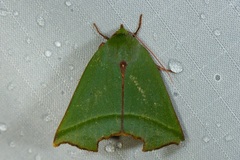 Clethrophora angulipennis