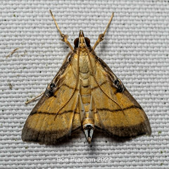 Cnaphalocrocis medinalis